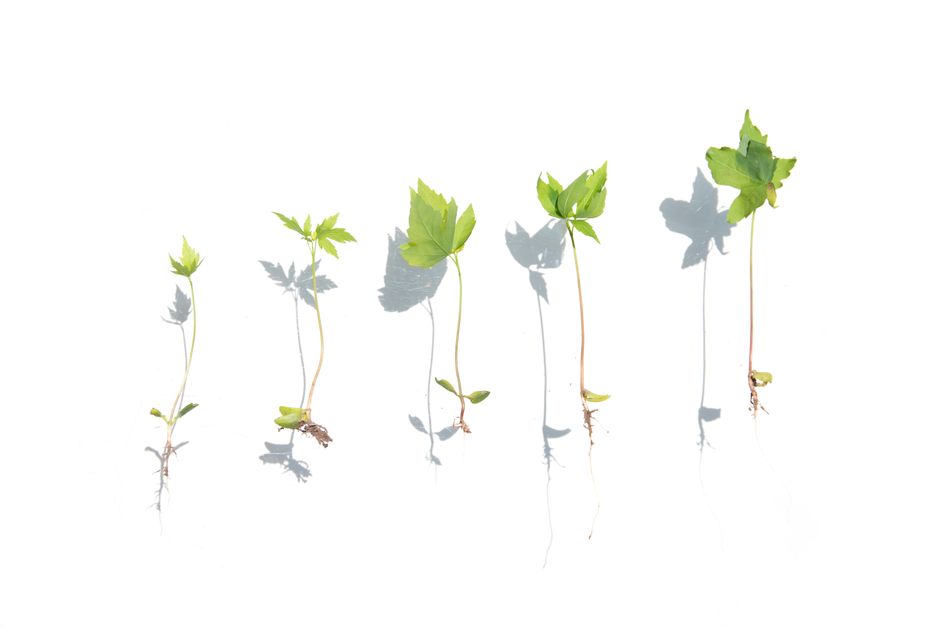 段階的に成長する植物の芽
